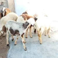 گوسفند و بز|حیوانات مزرعه|کنگاور, |دیوار