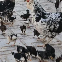 جوجه گلین|حیوانات مزرعه|فسارود, |دیوار