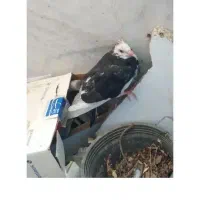 یک کبوتر گم شده