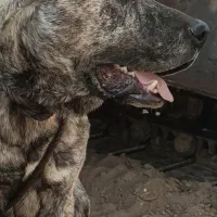 سگ خراسان افغان