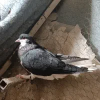 کفتر