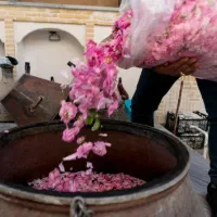 گلاب ناب کاشان|خوردنی و آشامیدنی|کاشان, کشاورز|دیوار