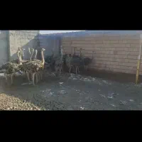 شتر مرغ 4ماهه