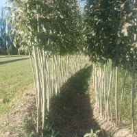 نهال صنوبر نیگرا ترکیه وانواع نهال مثمر و غیر مثمر|خدمات باغبانی و درختکاری|تایباد, |دیوار