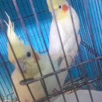 جفت مولدعروس روی جوجه