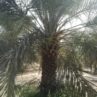 قطع نخل و درخت با خرید چوب|خدمات باغبانی و درختکاری|بهبهان, |دیوار