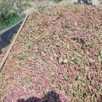 فروش ۲.۵ حبه اب همراه زمین پسته ای