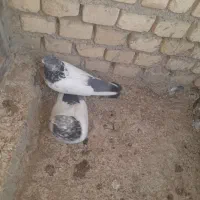 چند جفت کبوتر کله دم سبز|پرنده|کتالم و سادات شهر, |دیوار