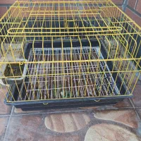 خرگوش باقفس|موش و خرگوش|محمدشهر, ولدآباد|دیوار