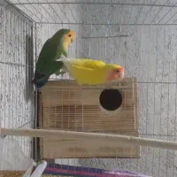 کوتوله برزیلی جهت معاوضه