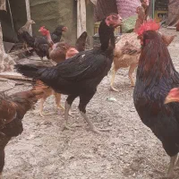 مرغ لاری اصیل