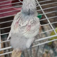 جوجه سرلاکی  مرغ عشق