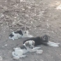 توله سگ