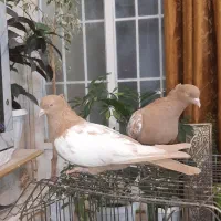 یک جفت سینه زرد