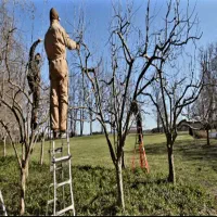 هرس/گرحرفه/ای/وخدمات/باغبانی