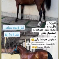 تغییرات چشم گیر اسب