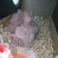 عروس هلندی آلبینو|پرنده|بمپور, |دیوار