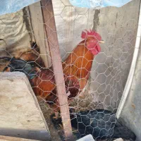 خروس قهوه ای محلی