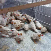 فنچ فلوریدا
