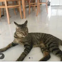 حیوان خانگی