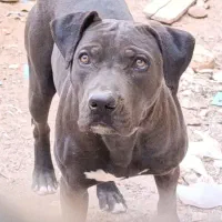 سگ پیتپول|سگ|زارچ, |دیوار