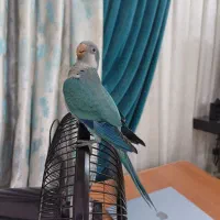 طوطی گمشده|پرنده|برازجان, |دیوار