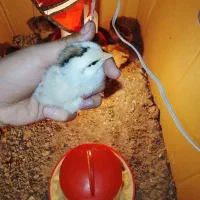جوجه برهما ومحلی ومرندی