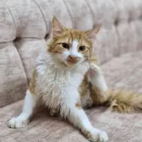 واگذاری گربه