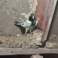 4عدد پاکستانی سه نر یه ماده|پرنده|قصابه, |دیوار