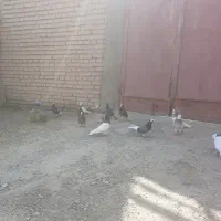 کبوترفروشی