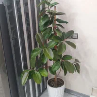 گل و گلدان فیکوس بزرگ تقریبا دو متر با گلدان|گل و گیاه طبیعی|شاهدشهر, |دیوار
