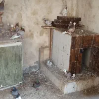کبوتر|پرنده|رشت, فرزانه|دیوار