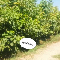 نهال های با کیفیت و اصلاحشده شده|خدمات باغبانی و درختکاری|فارسان, |دیوار