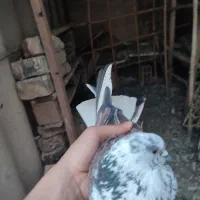 کبوتر