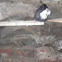 تعدادی اوچان اوینیان