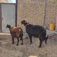 قوچ قزل افشاری  بره قوچ میش گوسفند