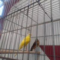 ماده قناری|پرنده|بندر ماهشهر, |دیوار