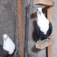 کبوتر کربلایی پاک