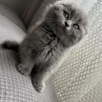 گربه اسکاتیش فولد