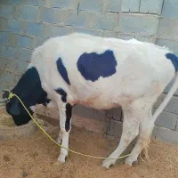 قیمت توافقی|حیوانات مزرعه|جیرفت, |دیوار