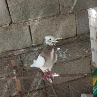 کبوتر طوقی هفت رنگ ماده دوبر عروسک