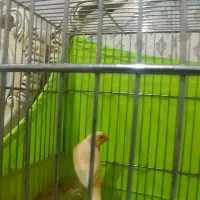 قناری|پرنده|شهر ری, شهرری|دیوار