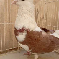 کبوتر  نرپشت تهرونی|پرنده|مشهد, ایثار|دیوار