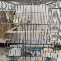 عروس هلندی با قفس|پرنده|اسلام‌شهر, شهرک سعیدیه|دیوار