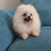 سگ پامرانین خرسی