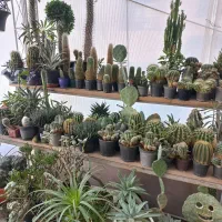 فروش کاکتوس و ساکولنت|گل و گیاه طبیعی|گرمدره, |دیوار