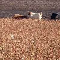 انواع نربز|حیوانات مزرعه|نیشابور, شهید جعفری|دیوار