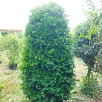 یاس هلندی غول پیکر|گل و گیاه طبیعی|کلاچای, |دیوار