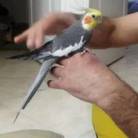 عروس هلندی زیبا