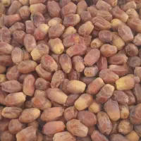 خرمایزاهدی|خوردنی و آشامیدنی|قم, دورشهر|دیوار